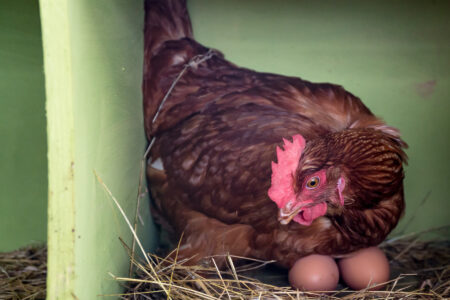 Ep. 153 Why Chickens Lay Eggs Image
